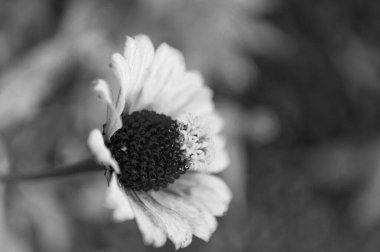 Dışarıdaki zinnia çiçeği, kopyalama alanı. Zinnia çiçeği fotoğrafı. Yapraklı zinnia çiçeği. Doğadaki zinnia çiçeği.
