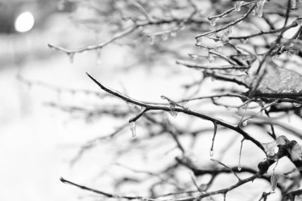 Winter Nature Icy Plant Copy Space Winter Icy Nature Beauty — Stock Photo, Image