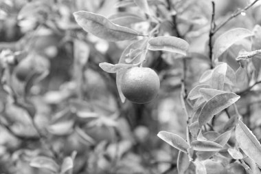 Ağaçta mandalina var. Olgun mandalina dalı. mandalina ağacı bitkisi. Mandalina turunçgillerinin fotoğrafı.