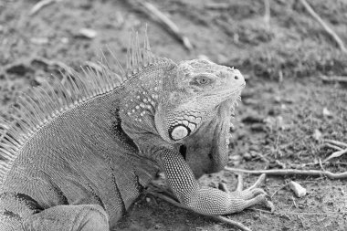 İguana kertenkelesinin doğadaki görüntüsü. İguana kertenkele sürüngeninin fotoğrafı. Dışarıdaki iguana kertenkelesi. İguana kertenkelesi dışarıda..