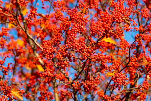 Caem Vermelho Ramo Rowanberry Rowanberry Vermelho Queda Temporada Outono Com — Fotografia de Stock