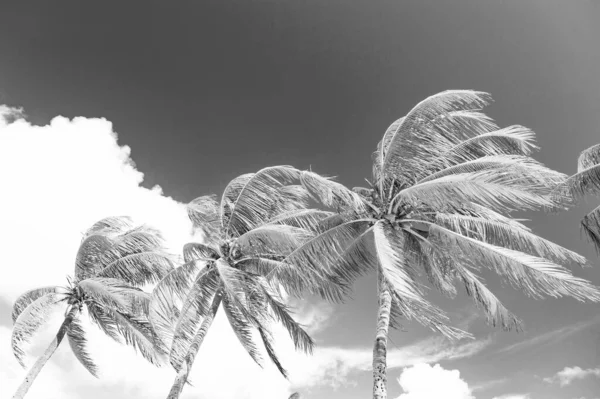 summer palm tree on sky background. image of summer palm tree. summer palm tree. green summer palm tree.