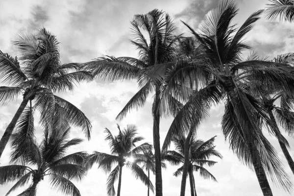 tropical summer palm tree. tropical summer palm tree on sky. tropical summer palm tree outdoor. photo of tropical summer palm tree.