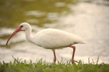 Hayvanat bahçesinde gagalı Ibis kuşu. Vahşi hayatta Ibis kuşu faunası. Ibis kuş faunası. Ibis Kuş Hayvanat Bahçesi 'nin fotoğrafı.