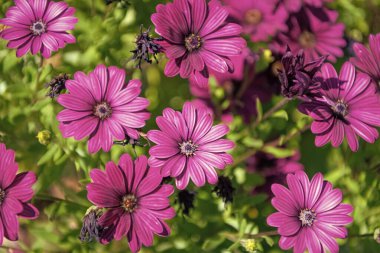 Papatya çiçeğinin yakın plan parlak arkaplan rengi. Papatya çiçeği arkaplanının fotoğrafı. Papatya çiçeği arka planı. Papatya çiçeği arkaplan pembe.