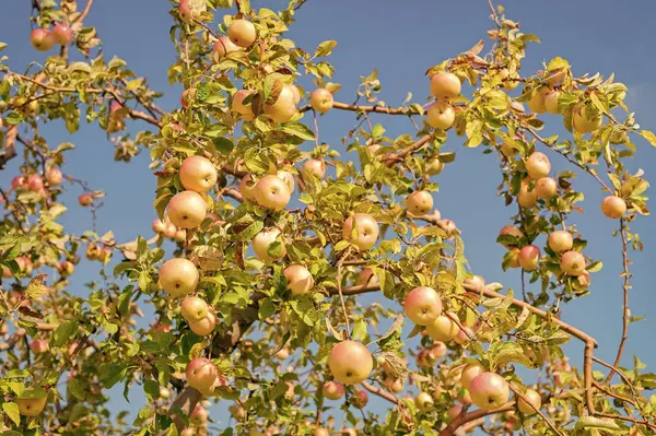 juicy apple orchard harvest in autumn. apple orchard harvest of fruit. photo of apple orchard harvest. apple orchard harvest.