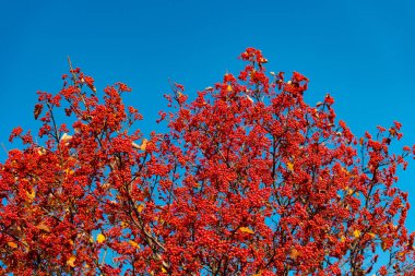 Red Autumn Rowanberry şubesi. Kırmızı sonbahar rowanberry sezonu. Kırmızı Rowanberry ile sonbahar sezonu.