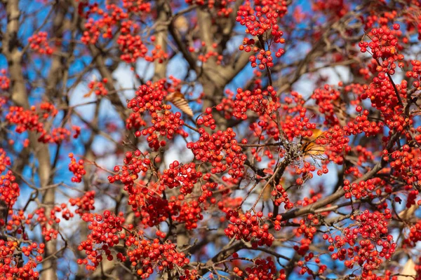Rowan Tree Berry Branch Sky Background — Stock Photo, Image