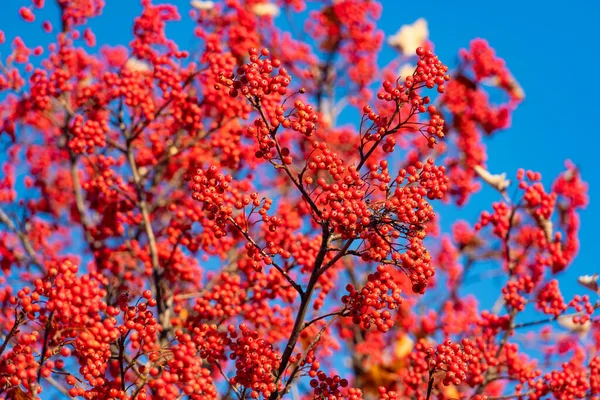 November Red Autumn Rowan Branch Selective Focus Red Autumn Rowan — Stock Photo, Image
