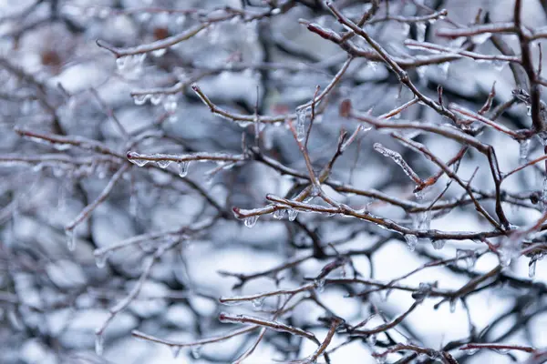 Winter Icy Nature Beauty Winter Season Nature Icy Twigs Winter — Stock Photo, Image