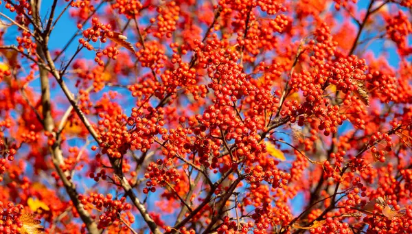 Red Color Fall Rowanberry Branch Red Fall Rowanberry Fall Season — Stock Photo, Image