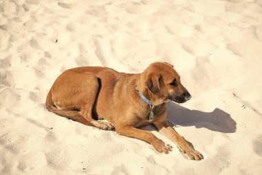 Kumdaki köpek evcil hayvanı. Kumsaldaki köpek yavrusu. Köpek evcil hayvanı dışarıda rahatlar. Köpek evcil hayvan fotoğrafı..