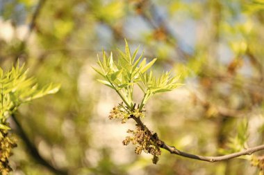 bahar yeşili yapraklar. Bahar yeşili yapraklar doğada. bahar yeşili yapraklar. Bahar yeşili yapraklarının fotoğrafı, genç büyüme.