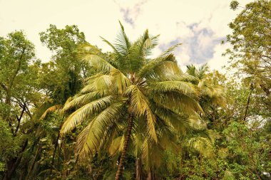 Tropikal orman doğasında palmiye ağacı. Tropik orman doğa bitki örtüsü. Tropikal orman doğasının yeşil ormanı. Tropikal orman doğa manzarasının fotoğrafı..