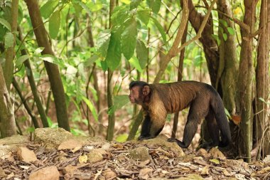 Vahşi doğada fotokopi alanı olan kapuçin maymun. Vahşi hayatta ya da hayvanat bahçesinde kapuçin maymunu. Vahşi hayatta kapuçin maymunu fotoğrafı. Vahşi hayatta kapuçin maymunu.