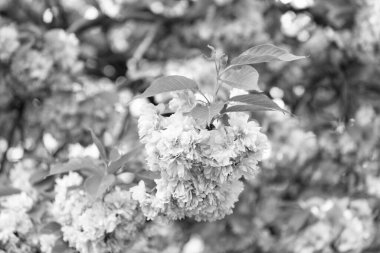 Çiçek açan bahar ağacında pembe sakura çiçeği. Kimse..