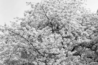 Lanet sakura mevsimi. Bahar sakura sezonu. Bahar sakura sezonu başladı. Baharda Sakura mevsiminin fotoğrafı.