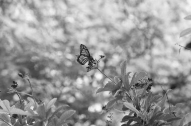 Geçmişi bulanık bir kelebek. Kelebek böceği yakın plan. Uçan kelebek makro fotoğrafçılığı. Kanatlı kelebek fotoğrafı.