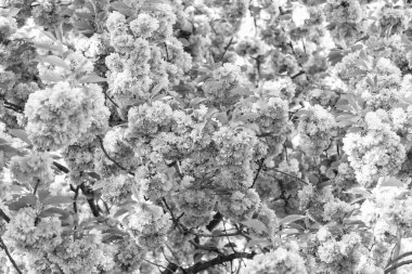 Çiçek açan bahar ağacında pembe sakura çiçeği. Paskalya sakurası.