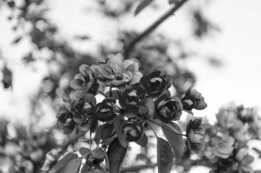 İlkbahar Sakura çiçeğinin seçici odak fotoğrafı. Bahar zamanı sakura çiçeği. Bahar mevsimi sakura çiçeği. Bahar geldi Sakura dalda çiçek açıyor..