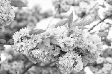 Pembe bahar sakura çiçeği. Dalda sakura çiçeği. Sakura çiçeğinin çiçek açtığı fotoğraf. bahar sakura çiçeği.