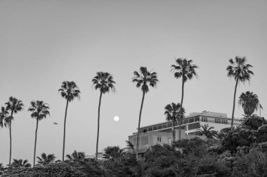 Kaliforniya 'da inşaatı olan bir yaz palmiyesi. Kaliforniya 'da yaz palmiyesi. California 'da yaz palmiyesinin fotoğrafı. Kaliforniya' da yaz palmiyesi..