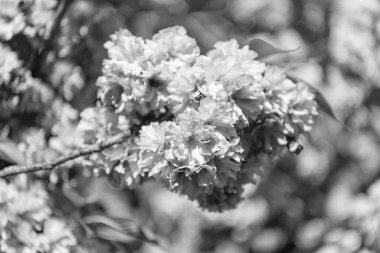 Bahar sakura çiçeği, makro. Bahar Sakura dala çiçek açar. Sakura çiçeğinin fotoğrafı. bahar sakurası açar..