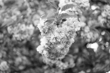 Japon baharı sakura çiçeği. Dalda sakura çiçeği. Sakura çiçeğinin fotoğrafı. bahar sakura çiçeği..