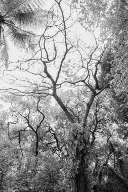 Tropikal orman doğasının yemyeşil ormanları. Tropikal orman doğa manzarasının fotoğrafı. Tropik orman doğası. Tropik orman doğa bitki örtüsü.