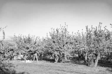 Meyve bahçesinde ağaçlarla birlikte elmalı meyve yetiştirme. Elma meyvesi bahçeleri dışarıda. Elma meyve bahçesinin fotoğrafı. Elma meyve yetiştirme..