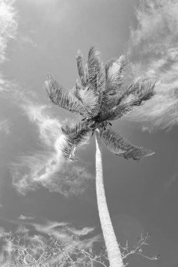 Yaz palmiyesinin dikey fotoğrafı. Yaz palmiyesi. Yeşil yaz palmiyesi. Gökyüzü arka planında yaz palmiyesi.