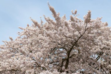 Baharda beyaz sakura çiçeği. Sakura çiçeği doğası. Baharda kiraz çiçeği açar. Sakura çiçeğinin fotoğrafı..