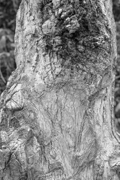 tree bark and trunk. tree bark texture. tree bark grey color. rough tree bark.