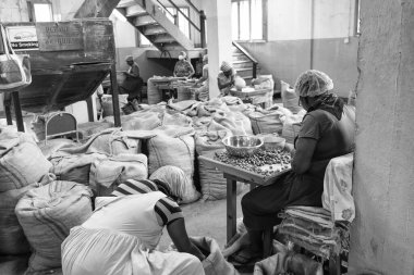 St. George, Grenada - 27 Kasım 2015: Çuvallı fındık üretim çiftliği.