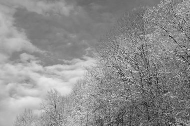 Yaprak döken ağaçlar kar ormanlarında kışın mavi gökyüzünde karla kaplı..