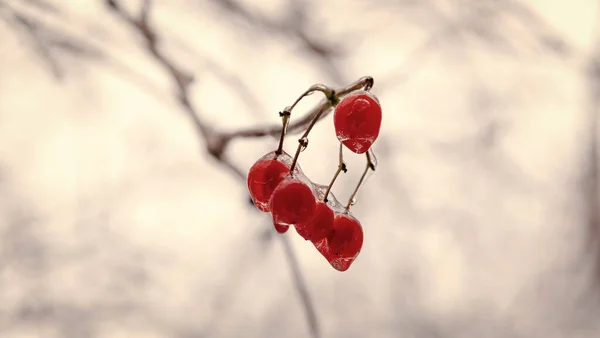 Beauty Winter Nature Red Frozen Berries Outdoor Winter Nature Season — Stock Photo, Image