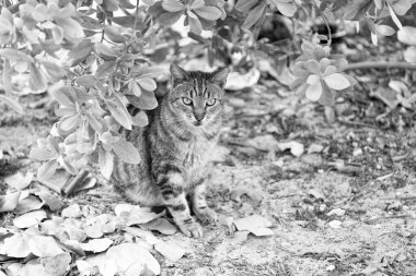 Kedi evcil hayvanı. Kedi evcil hayvanı dışarıda. Kedi evcil hayvanı yerde. Kedi evcil hayvan fotoğrafı..