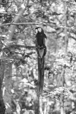 Ağaçta papağan kuşu. Papağan papağanı. Papağan papağanı dışarıda. Ara papağanının hayvanat bahçesindeki fotoğrafı..