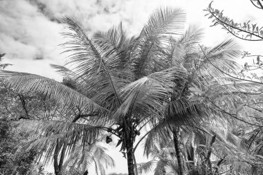 Vahşi doğada bereketli bir tropik yaz palmiyesi. Tropik yaz palmiyesinin fotoğrafı. Tropik yaz palmiyesi ağacı. Tropik yaz palmiyesi bitkisi.