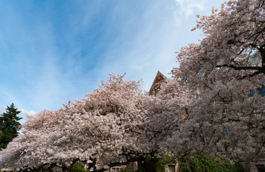 Sakura ağacı mavi arka plandaki evde çiçek açıyor..