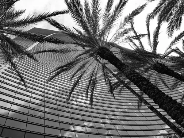 skyscraper building architecture with palm trees. skyscraper building of glass. skyscraper building with palm tree. photo of skyscraper building exterior.