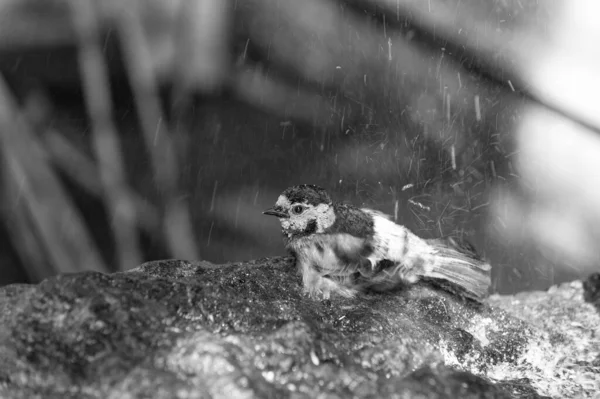野生動物のタンガラの鳥 青い羽を持つタンガラの鳥 エキゾチックなタンガラの鳥の屋外 雨の中のタンガラの鳥の写真 — ストック写真