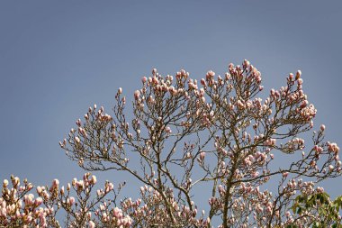 Magnolia lilliflora ağacı baharda mavi gökyüzünde çiçek açar..