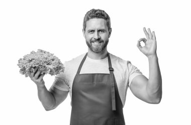 man in apron with lettuce vegetable isolated on white. ok.