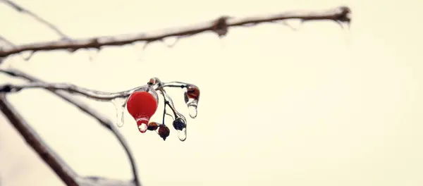 Macro Beauty Winter Nature Copy Space Red Frozen Berries Winter — Stock Photo, Image