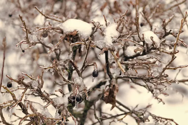 Black Frozen Berries Oudoor Winter Nature Season Frozen Berries Twig — Stock Photo, Image