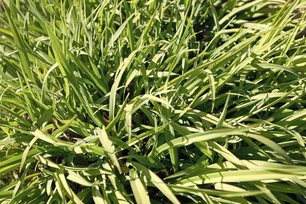 Green leafy grass on natural grassy background, flora.