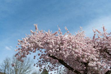 Japon sakura çiçeği doğası. Baharda kiraz çiçeği açar. Sakura çiçeğinin fotoğrafı. Sakura baharda çiçek açar.