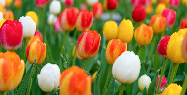 Çiçek açan doğa yakın plan. Çiçekli lalenin Macro 'su. Lale çiçeği. Doğal çiçek bitkisi. Flora Doğa. Doğada çiçek açan parlak çiçek. Lale alanı arka planı. Lale çiçeği. Bahar çiçekleri.