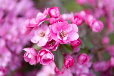 Çiçekli sakura dalda çiçek açıyor, seçici bir odak noktası. Çiçekli sakura çiçeğinin fotoğrafı. Çiçekli sakura çiçeği. Çiçekli sakura çiçeği..